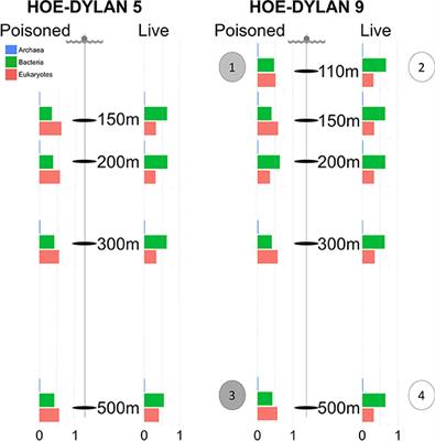 Bacterial Succession on Sinking Particles in the Ocean's Interior